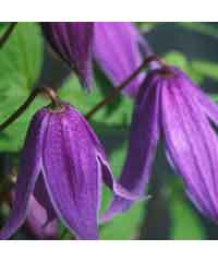 Clematis alpina 'Helsingborg' AGM