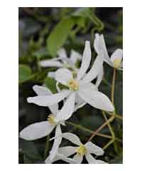 Clematis armandii 'Snowdrift' 