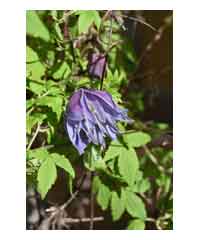 Clematis macropetala