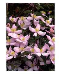 Clematis montana 'Elizabeth' AGM 