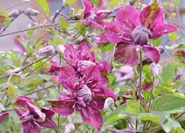 Clematis