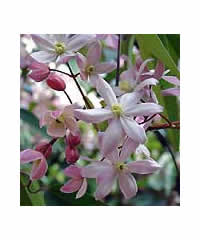 Clematis armandii 'Apple Blossom' 