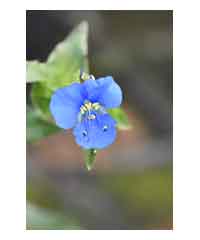 Commelina tuberosa 