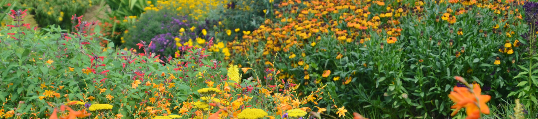 Crocosmia and Autumn colour