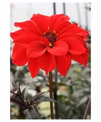 Dahlia 'Bishop of Llandaff' AGM - Perennial