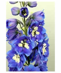 Delphinium Magic Fountain Dark Blue - Perennial