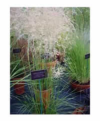 Deschampsia caespitosa 'Golden Dew'