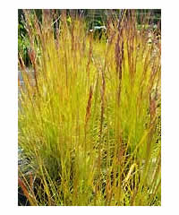 Deschampsia flexuosa 'Tatra Gold'