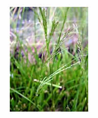 Deschampsia