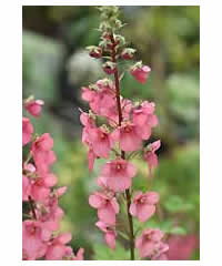 Diascia personata