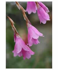 Dierama pulcherrimum