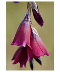 Dierama 'Blackberry Bells'