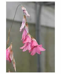 Dierama dracomontanum