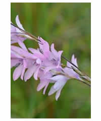 Dierama erectum