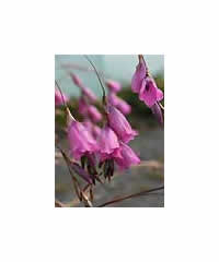 Dierama