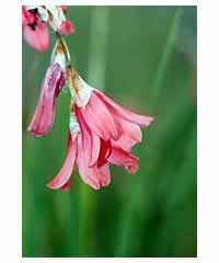 Dierama igneum