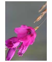 Dierama pauciflorum