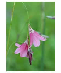 Dierama riparia