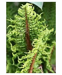 Dryopteris affinis 'Congesta Cristata'  Fern