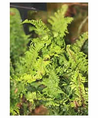 Dryopteris affinis 'Crispa Congesta'  Fern