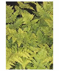 Dryopteris dilatata 'Crispa Whiteside' AGM  Fern