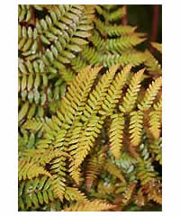 Dryopteris erythrosora AGM  Fern