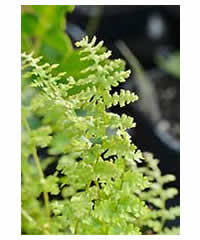 Dryopteris filix mas 'Barnesii'  Fern