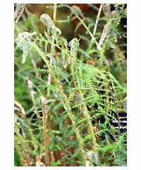 Dryopteris filix-mas 'Linearis Polydactyla'  Fern