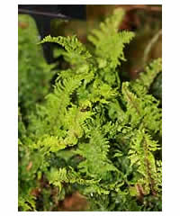 Dryopteris  Fern