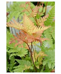 Dryopteris cristata  Fern