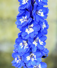 Delphinium