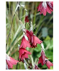 Dierama 'Carmine'