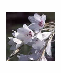 Dierama 'Snowbells'