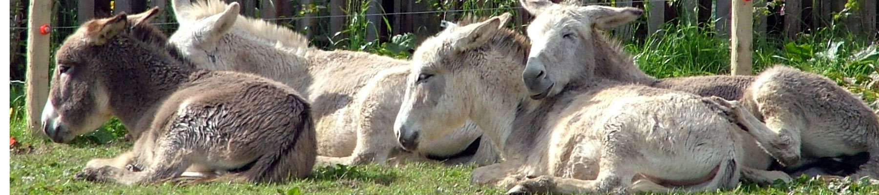 Donkey Meadow - about our nursery