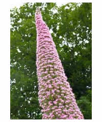 Echium 'Pink Fountain'