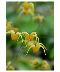 Epimedium alpinum 'Amber Queen' - Perennial