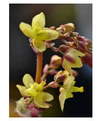 Epimedium pinnatum 'Black Sea' - Perennial