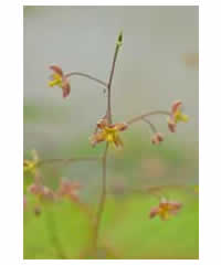 Epimedium x cantabrigense - Perennial