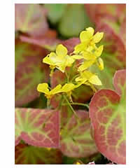 Epimedium x perralchicum 'Frohnleiten' - Perennial