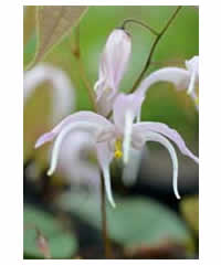 Epimedium leptorrhizum - Perennial