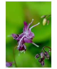 Epimedium grandiflorum 'Lilafee' - Perennial
