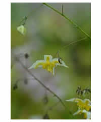 Epimedium 'Mandarin Star' - Perennial