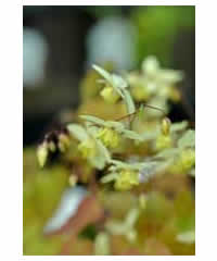 Epimedium x versicolor 'Neosulphureum' - Perennial