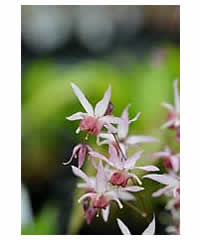 Epimedium 'Pink Elf' - Perennial