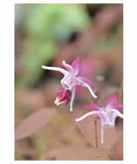 Epimedium grandiflorum 'Purple Pixie' - Perennial