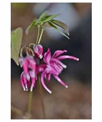 Epimedium grandiflorum 'Red Beauty' - Perennial