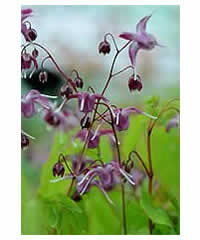 Epimedium grandiflorum 'Rubinkrone' - Perennial