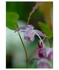 Epimedium x 'Sasaki' - Perennial