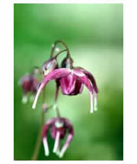 Epimedium 'Shiho' - Perennial