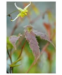 Epimedium 'Sphinx Twinkler' - Perennial